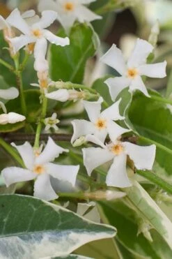 Variegated Confederate Jasmine - Trachelospermum Jasminoides - 1 Gallon Pot -Outlet Drip Mingle Store trachelospermum jasminoides variegatum confederate jasmine 1 1