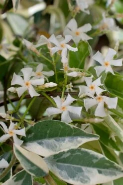 Variegated Confederate Jasmine - Trachelospermum Jasminoides - 6 Pack Of 1 Gallon Pots -Outlet Drip Mingle Store trachelospermum jasminoides variegatum confederate jasmine 2