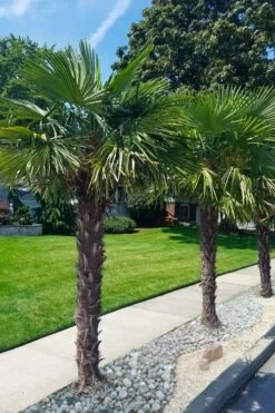 Windmill Cold Hardy Palm Tree - 7 Gallon Pot (3-4') 14 Windmill Cold Hardy Palm Tree - 7 Gallon Pot (3-4') -Outlet Drip Mingle Store trachycarpus fortunei windmill palm 12