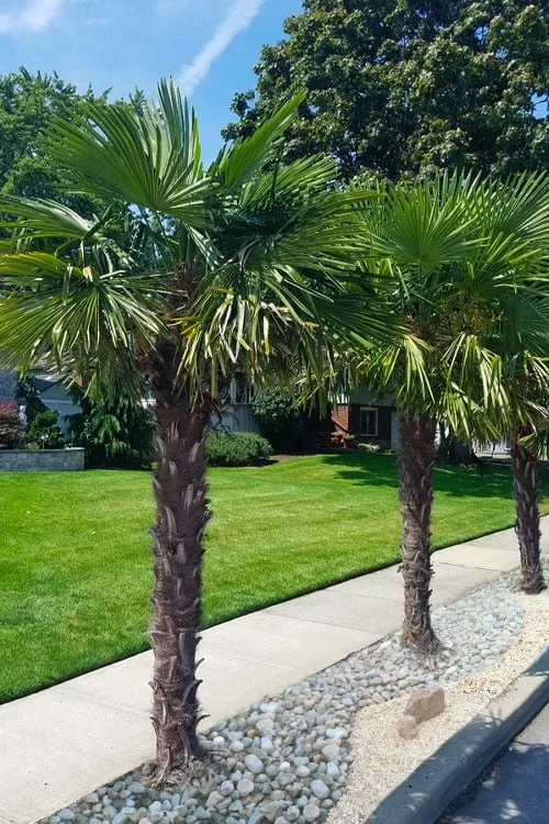 Windmill Cold Hardy Palm Tree - 1 Gallon Pot 3 Windmill Cold Hardy Palm Tree - 1 Gallon Pot