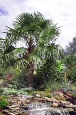 Windmill Cold Hardy Palm Tree - 7 Gallon Pot (3-4') 13 Windmill Cold Hardy Palm Tree - 7 Gallon Pot (3-4') -Outlet Drip Mingle Store trachycarpus fortunei windmill palm 13