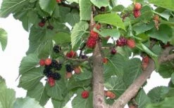 Red Mulberry Tree (Morus Rubra) - 3 Gallon Pot 18 Red Mulberry Tree (Morus Rubra) - 3 Gallon Pot -Outlet Drip Mingle Store tree red mulberry 2 800x500 1