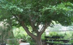 Red Mulberry Tree (Morus Rubra) - 3 Gallon Pot 19 Red Mulberry Tree (Morus Rubra) - 3 Gallon Pot -Outlet Drip Mingle Store tree red mulberry 3 800x500 1