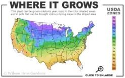 Fierce Falcon Ajuga (Bugleweed) - 5 Pack Of Quart Pots -Outlet Drip Mingle Store usda zone map 1