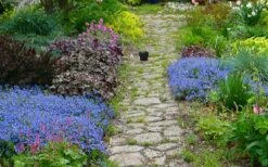 Georgia Blue Veronica Umbrosa - 6 Pack Of 1 Gallon Pots -Outlet Drip Mingle Store veronica peduncularis georgia blue speedwell 1