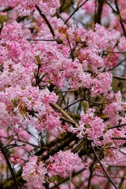 Pink Dawn Fragrant Viburnum - 1 Gallon Pot 16 Pink Dawn Fragrant Viburnum - 1 Gallon Pot -Outlet Drip Mingle Store viburnum bodnantense dawn 1