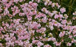 Pink Dawn Fragrant Viburnum - 1 Gallon Pot 21 Pink Dawn Fragrant Viburnum - 1 Gallon Pot -Outlet Drip Mingle Store viburnum bodnantense dawn 11