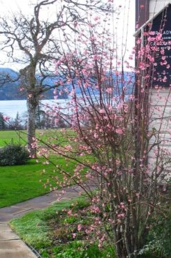 Pink Dawn Fragrant Viburnum - 1 Gallon Pot 18 Pink Dawn Fragrant Viburnum - 1 Gallon Pot -Outlet Drip Mingle Store viburnum bodnantense dawn 13