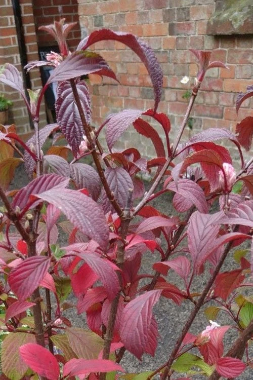 Pink Dawn Fragrant Viburnum - 1 Gallon Pot 12 Pink Dawn Fragrant Viburnum - 1 Gallon Pot - Image 10