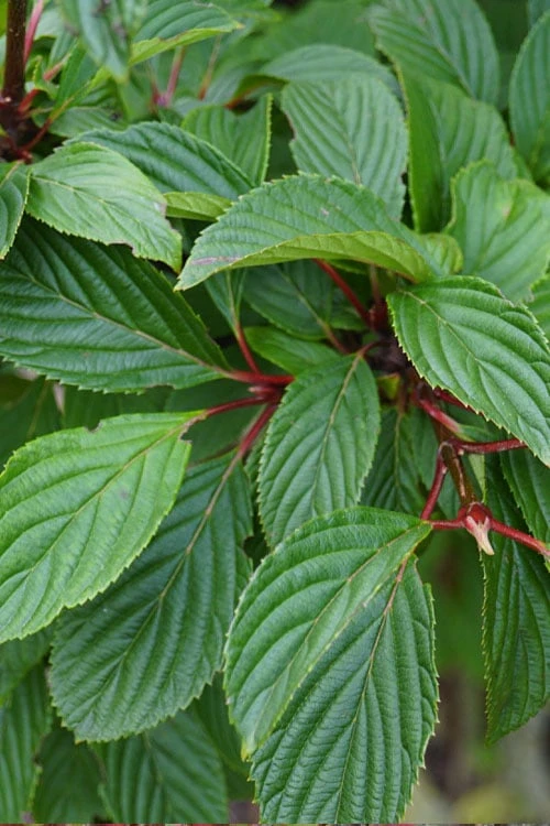 Pink Dawn Fragrant Viburnum - 1 Gallon Pot 13 Pink Dawn Fragrant Viburnum - 1 Gallon Pot - Image 11