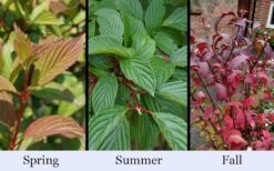 Pink Dawn Fragrant Viburnum - 1 Gallon Pot 19 Pink Dawn Fragrant Viburnum - 1 Gallon Pot -Outlet Drip Mingle Store viburnum bodnantense dawn 19