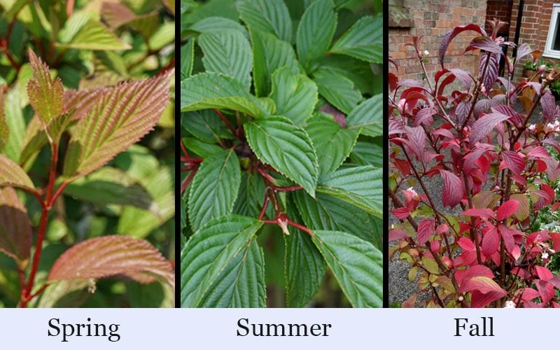 Pink Dawn Fragrant Viburnum - 1 Gallon Pot 9 Pink Dawn Fragrant Viburnum - 1 Gallon Pot - Image 7