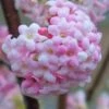 Pink Dawn Fragrant Viburnum - 1 Gallon Pot 2 Pink Dawn Fragrant Viburnum - 1 Gallon Pot -Outlet Drip Mingle Store viburnum bodnantense dawn 20