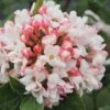 Spice Girl Koreanspice Viburnum - 1 Gallon Pot 1 Spice Girl Koreanspice Viburnum - 1 Gallon Pot -Outlet Drip Mingle Store viburnum carleseii spiro spice girl 2