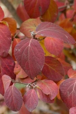 Spice Girl Koreanspice Viburnum - 1 Gallon Pot -Outlet Drip Mingle Store viburnum carleseii spiro spice girl 4