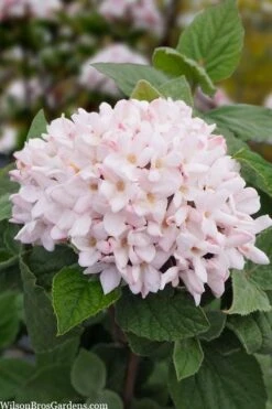 Spice Girl Koreanspice Viburnum - 1 Gallon Pot -Outlet Drip Mingle Store viburnum carleseii spiro spice girl 6