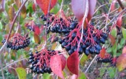 Nannyberry Viburnum - 1 Gallon Pot 11 Nannyberry Viburnum - 1 Gallon Pot -Outlet Drip Mingle Store viburnum lentago nannyberry 2