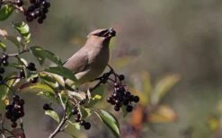 Nannyberry Viburnum - 1 Gallon Pot 13 Nannyberry Viburnum - 1 Gallon Pot -Outlet Drip Mingle Store viburnum lentago nannyberry 5