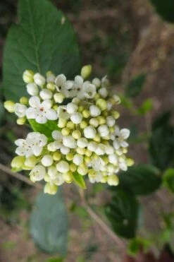 Nantucket Fragrant Snowball Viburnum - 3 Gallon Pot -Outlet Drip Mingle Store viburnum nantucket 3