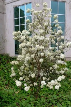 Nantucket Fragrant Snowball Viburnum - 3 Gallon Pot -Outlet Drip Mingle Store viburnum nantucket 5