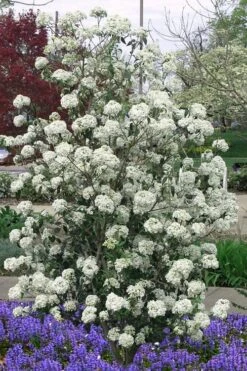 Nantucket Fragrant Snowball Viburnum - 3 Gallon Pot -Outlet Drip Mingle Store viburnum nantucket 7