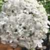 Nantucket Fragrant Snowball Viburnum - 3 Gallon Pot 2 Nantucket Fragrant Snowball Viburnum - 3 Gallon Pot -Outlet Drip Mingle Store viburnum nantucket fragrant snowball 1