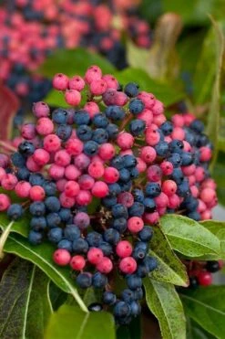 Brandywine Viburnum - 3 Gallon Pot -Outlet Drip Mingle Store viburnum nudum brandywine 2