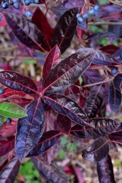 Brandywine Viburnum - 3 Gallon Pot -Outlet Drip Mingle Store viburnum nudum brandywine 4