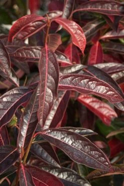 Brandywine Viburnum - 3 Gallon Pot -Outlet Drip Mingle Store viburnum nudum brandywine 5