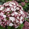 Spirit Viburnum - 3 Gallon Pot -Outlet Drip Mingle Store viburnum tinus spirit 6