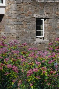 Spirit Viburnum - 3 Gallon Pot -Outlet Drip Mingle Store viburnum tinus spirit 7