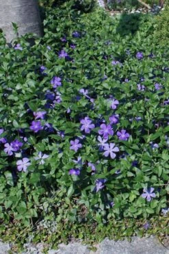 Bigleaf Periwinkle (Vinca Major) - 6 Pack Of Pint Pots -Outlet Drip Mingle Store vinca major bigleaf periwinkle 10