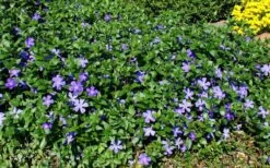 Bigleaf Periwinkle (Vinca Major) - 8 Pack Of 2.5" Pots -Outlet Drip Mingle Store vinca major bigleaf periwinkle 11 1