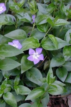 Bigleaf Periwinkle (Vinca Major) - 6 Pack Of Pint Pots -Outlet Drip Mingle Store vinca major bigleaf periwinkle 12