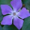 Bigleaf Periwinkle (Vinca Major) - 8 Pack Of 2.5" Pots -Outlet Drip Mingle Store vinca major bigleaf periwinkle 13 1