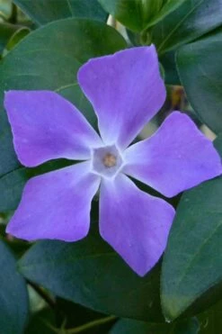 Bigleaf Periwinkle (Vinca Major) - 6 Pack Of Pint Pots
