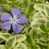 Expoflora Variegated Bigleaf Periwinkle (Vinca Major) - 6 Pack Of Pint Pots -Outlet Drip Mingle Store vinca major expoflora variegated periwinkle 1