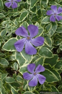 Variegated Bigleaf Periwinkle (Vinca Major 'Variegata') - 18 Pack Of Pint Pots -Outlet Drip Mingle Store vinca major variegata big leaf periwinkle 10
