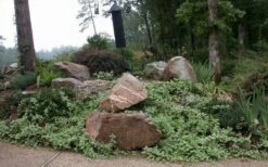 Expoflora Variegated Bigleaf Periwinkle (Vinca Major) - 6 Pack Of Pint Pots -Outlet Drip Mingle Store vinca major variegata big leaf periwinkle 12