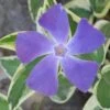 Variegated Bigleaf Periwinkle (Vinca Major 'Variegata') - 18 Pack Of Pint Pots