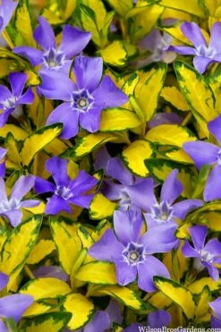 Illumination Variegated Periwinkle (Vinca Minor) - 10 Pack Of Pint Pots -Outlet Drip Mingle Store vinca minor illumination 10