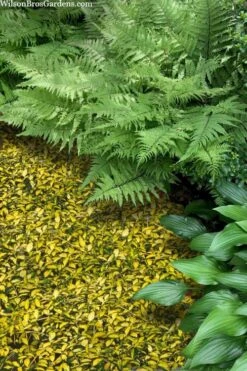 Illumination Variegated Periwinkle (Vinca Minor) - 10 Pack Of Pint Pots -Outlet Drip Mingle Store vinca minor illumination 8