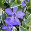 Ralph Shugert Variegated Periwinkle - Vinca Minor - 18 Pack Of Pint Pots -Outlet Drip Mingle Store vinca minor ralph shugert variegated evergreen periwinkle 1 3