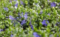 Ralph Shugert Variegated Periwinkle - Vinca Minor - 5 Pack Of Pint Pots -Outlet Drip Mingle Store vinca minor ralph shugert variegated evergreen periwinkle 3