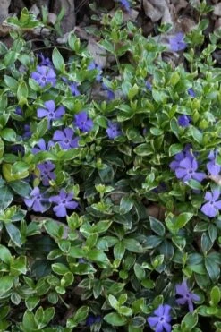 Ralph Shugert Variegated Periwinkle (Vinca Minor) - 10 Pack Of Pint Pots -Outlet Drip Mingle Store vinca minor ralph shugert variegated evergreen periwinkle 4 2