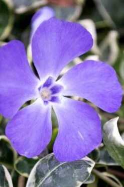 Ralph Shugert Variegated Periwinkle - Vinca Minor - 5 Pack Of Pint Pots -Outlet Drip Mingle Store vinca minor ralph shugert variegated evergreen periwinkle 6