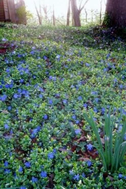 Ralph Shugert Variegated Periwinkle - Vinca Minor - 5 Pack Of Pint Pots -Outlet Drip Mingle Store vinca minor ralph shugert variegated evergreen periwinkle 7