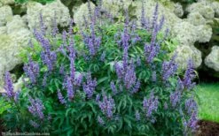 Blue Diddley Dwarf Chaste Tree (Vitex Agnus-castus) - 1 Gallon Pot -Outlet Drip Mingle Store vitex agnus castus blue diddley 20