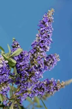 Delta Blues Chaste Tree (Vitex) - 3 Gallon Pot -Outlet Drip Mingle Store vitex agnus castus delta blues 22