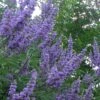 Shoal Creek Chaste Tree (Vitex) - 6 Pack Of 1 Gallon Pots -Outlet Drip Mingle Store vitex agnus castus shoal creek chaste tree 103